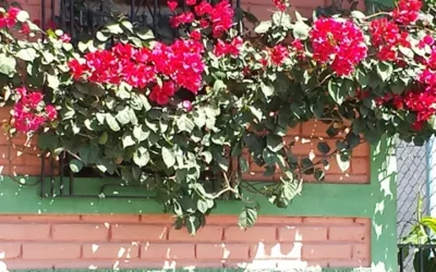 Finding Beauty in El Salvador – Part 2