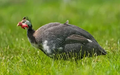 For the Love of Guinea Fowl: La Pintade Ceramics of Lussan, France