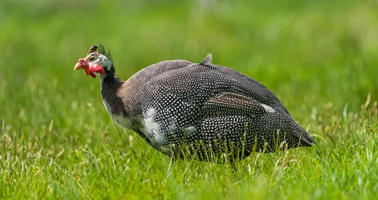 for the love of guinea fowl3
